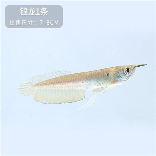 七彩銀龍魚白子銀龍是是不是七彩（七彩銀龍魚與普通銀龍的區別）