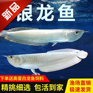 七彩銀龍魚白子銀龍是是不是七彩（七彩銀龍魚與普通銀龍的區別）