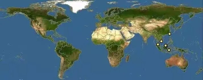 龍魚是哪個國家的魚種 龍魚是哪個國家的魚種 龍魚百科 第2張