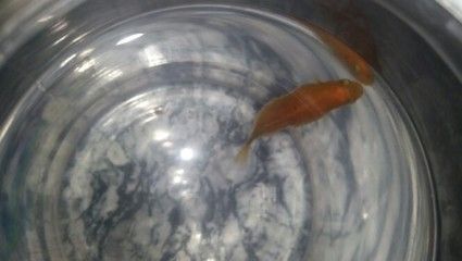 龍魚鱗上面有小白點嗎:龍魚鱗片上出現小白點可能是由多種原因引起 龍魚百科 第5張 龍魚鱗上面有小白點嗎:龍魚鱗片上出現小白點可能是由多種原因引起 龍魚鱗上面有小白點嗎:龍魚鱗片上出現小白點可能是由多種原因引起 龍魚百科 第5張