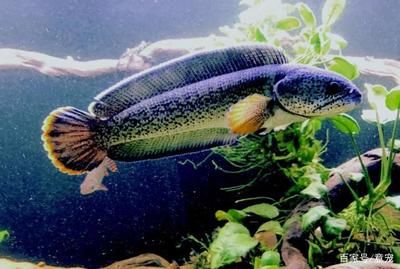 奶茶雷龍魚飼養方法：奶茶雷龍魚的飼養方式 奶茶雷龍魚飼養方法：奶茶雷龍魚的飼養方式 龍魚百科 第3張