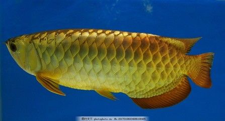 觀賞金龍魚：1.5公斤重的金龍魚可以賣到18萬元人民幣，每克單價120元