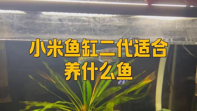 小米2代魚缸適合哪些魚類？
