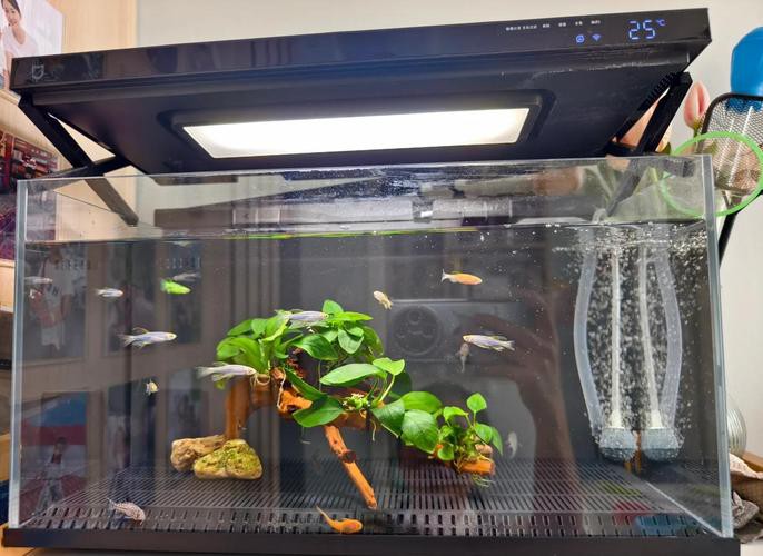 小米2代魚缸適合哪些魚類？