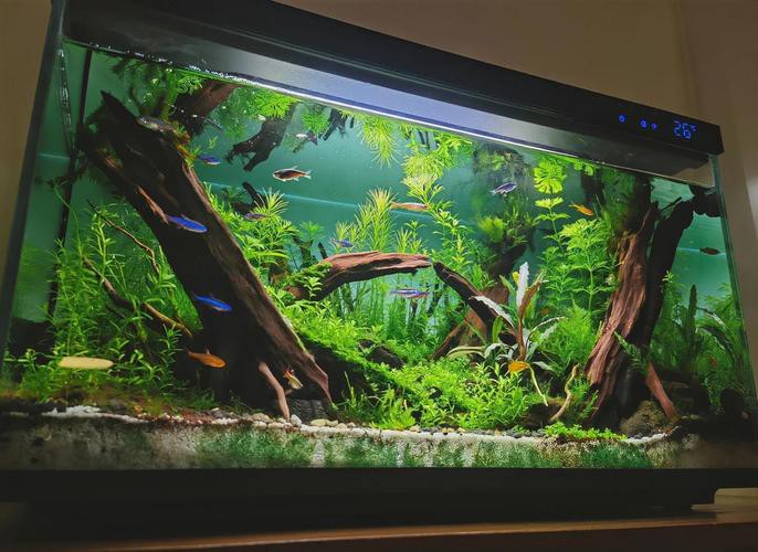 小米2代魚缸適合哪些魚類？