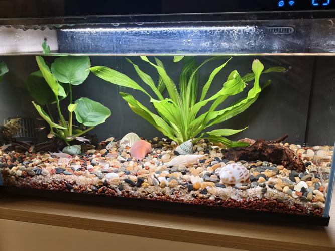 小米2代魚缸適合哪些魚類？
