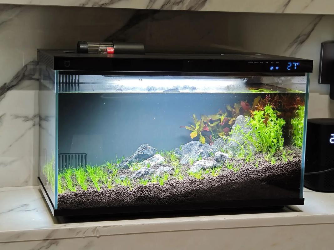 小米2代魚缸適合哪些魚類？