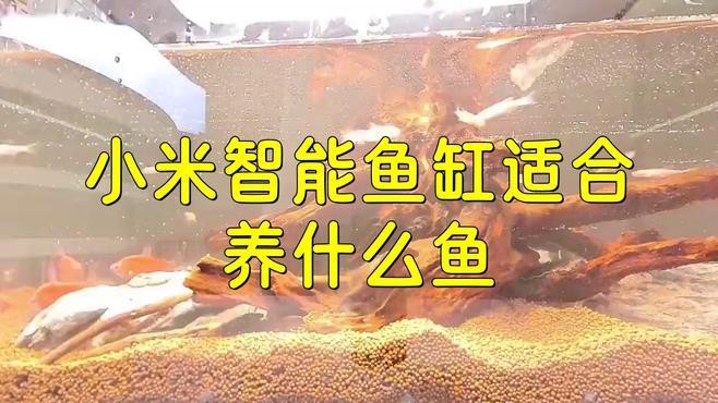 小米2代魚缸適合哪些魚類？