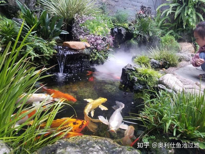 如何給過背金龍魚進行鹽浴