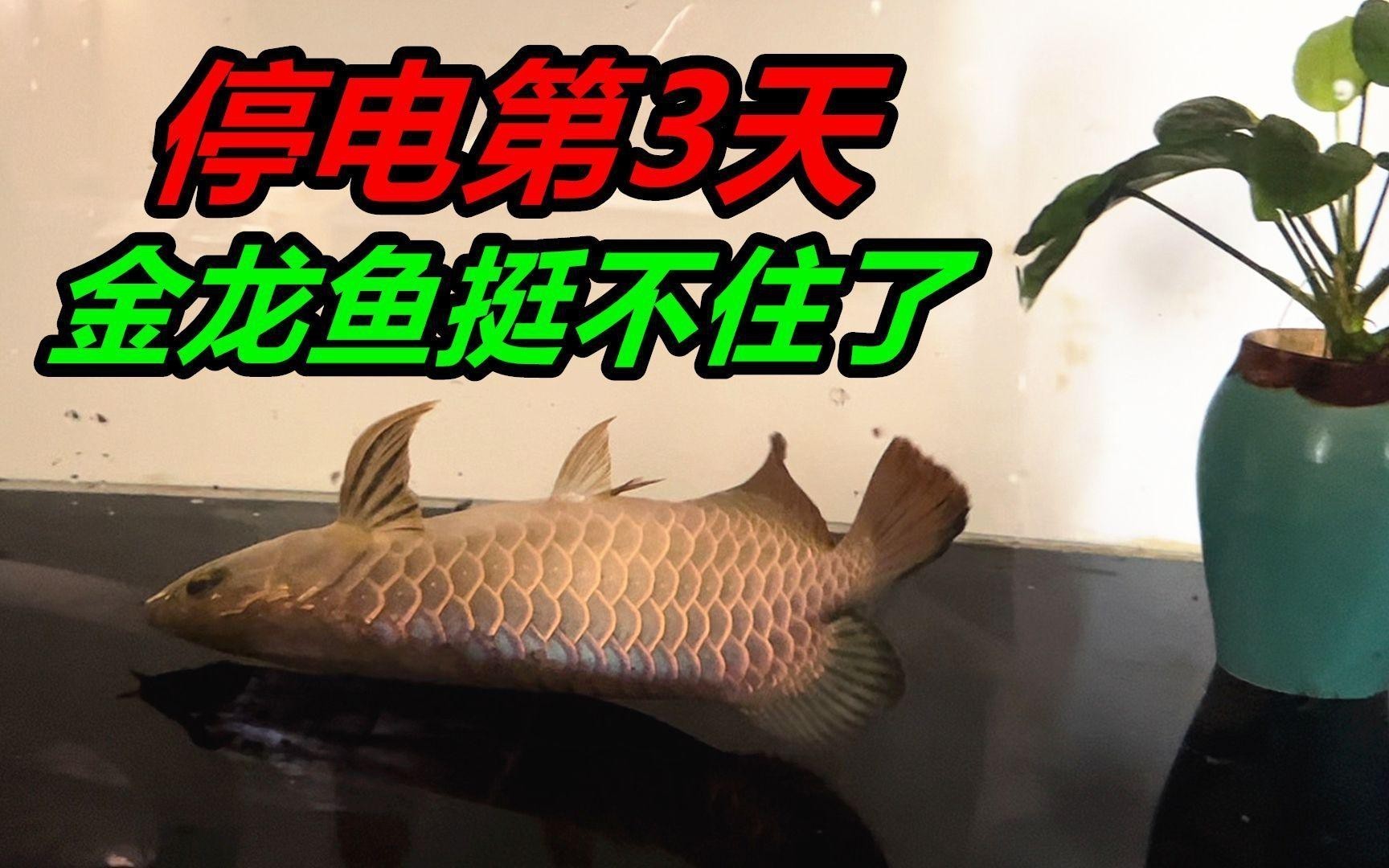 如何給過背金龍魚進行鹽浴