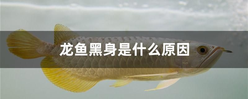 龍魚須發黑怎么處理干凈：如何處理龍魚須發黑的問題