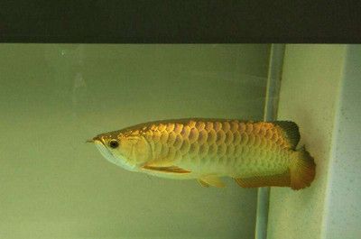 龍魚(yú)ph怎么升高一點(diǎn)【龍魚(yú)適合的水質(zhì)ph值范圍】