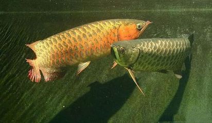 龍魚(yú)ph怎么升高一點(diǎn)【龍魚(yú)適合的水質(zhì)ph值范圍】