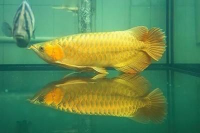 金底金龍魚用什么背景：金底金龍魚的背景顏色選擇