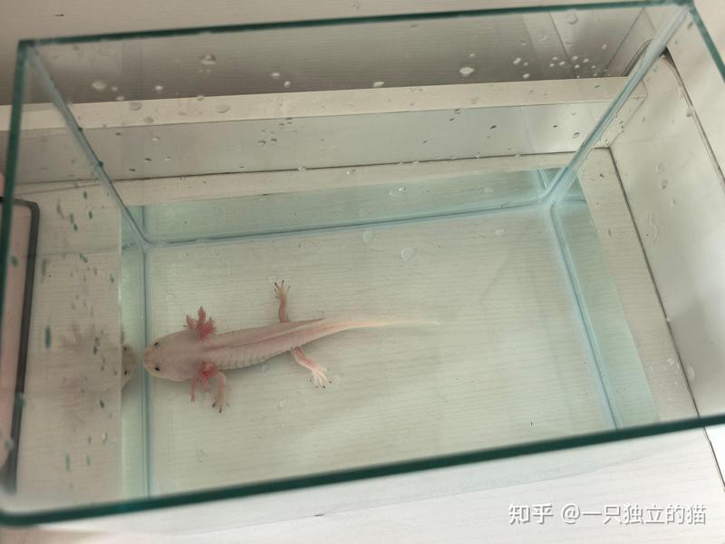 六腳龍魚多少錢一條圖片 六腳龍魚多少錢一條圖片 龍魚百科 第9張