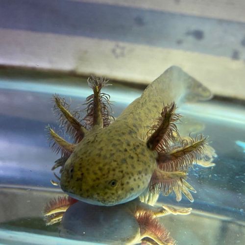 六腳龍魚多少錢一條圖片 六腳龍魚多少錢一條圖片 龍魚百科 第4張