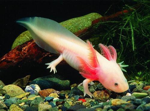 六腳龍魚多少錢一條圖片 六腳龍魚多少錢一條圖片 龍魚百科 第6張