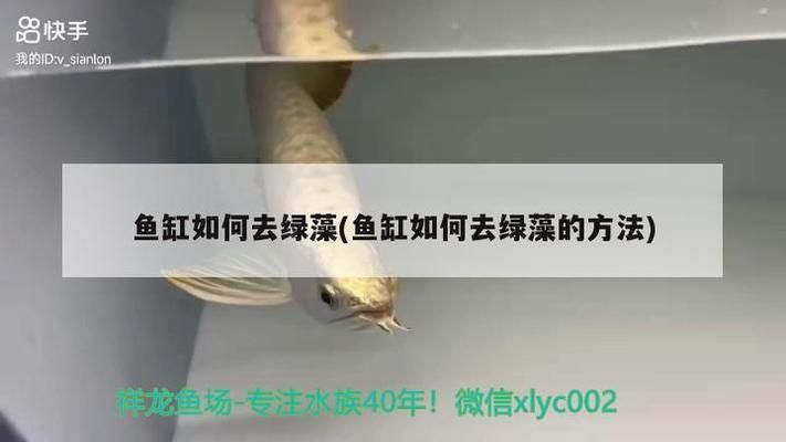 雷龍魚戰斗力排行，雷龍魚戰斗力排行榜，雷龍魚戰斗力對比，