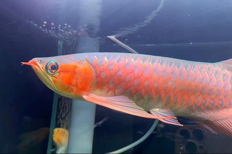 什么樣的紅龍魚(yú)最好看圖片大全