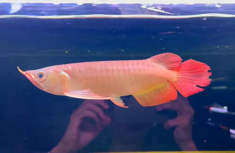 什么樣的紅龍魚(yú)最好看圖片大全