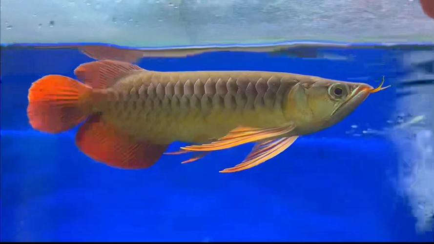 什么樣的紅龍魚(yú)最好看圖片大全