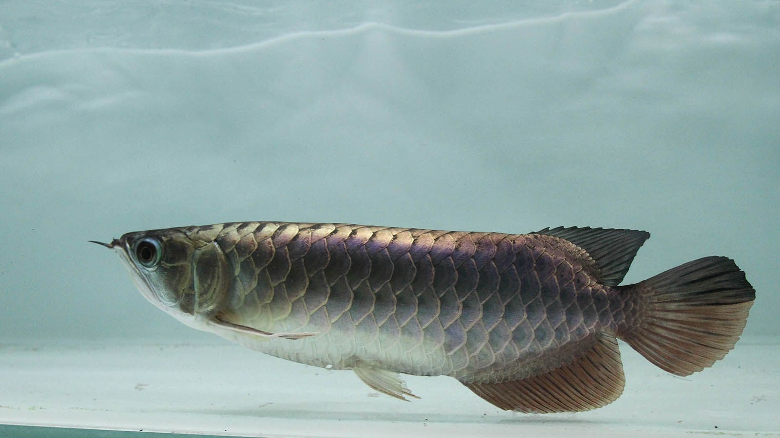 龍魚分尾：可能導致龍魚分尾的原因 龍魚分尾：可能導致龍魚分尾的原因 龍魚百科