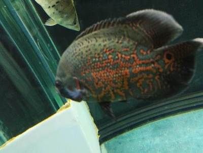 60公分龍魚多少錢（60公分的金龍魚價格）