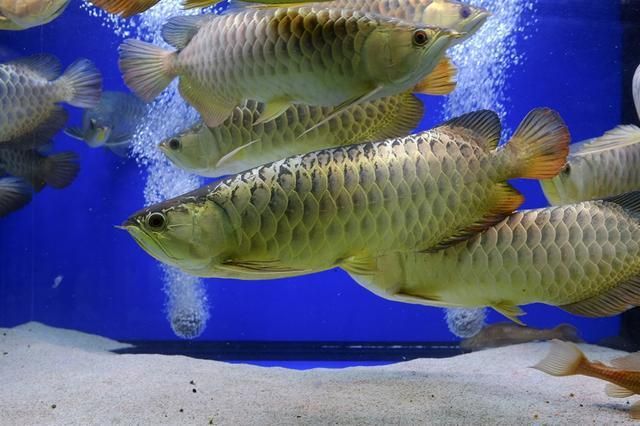 紅龍魚跟銀龍混養(yǎng)好嗎(紅龍魚和銀龍魚混養(yǎng)在理論上可行嗎) 龍魚百科 第6張 紅龍魚跟銀龍混養(yǎng)好嗎(紅龍魚和銀龍魚混養(yǎng)在理論上可行嗎) 紅龍魚跟銀龍混養(yǎng)好嗎(紅龍魚和銀龍魚混養(yǎng)在理論上可行嗎) 龍魚百科 第6張
