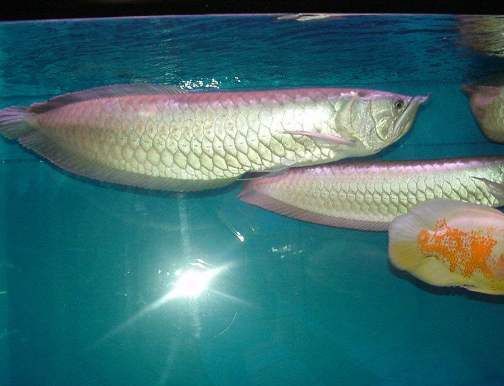 紅龍魚跟銀龍混養(yǎng)好嗎(紅龍魚和銀龍魚混養(yǎng)在理論上可行嗎) 龍魚百科 第7張 紅龍魚跟銀龍混養(yǎng)好嗎(紅龍魚和銀龍魚混養(yǎng)在理論上可行嗎) 紅龍魚跟銀龍混養(yǎng)好嗎(紅龍魚和銀龍魚混養(yǎng)在理論上可行嗎) 龍魚百科 第7張