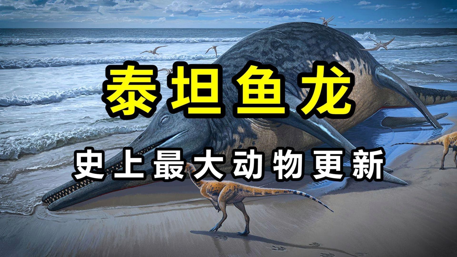 這些魚龍中哪種最大？ 這些魚龍中哪種最大？ 龍魚百科 第1張