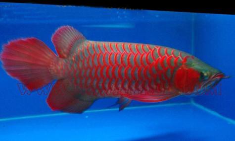 金龍魚的圖片大全高清大圖 金龍魚的圖片大全高清大圖 龍魚百科 第34張