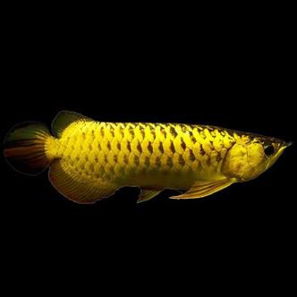 金龍魚的圖片大全高清大圖 金龍魚的圖片大全高清大圖 龍魚百科 第13張