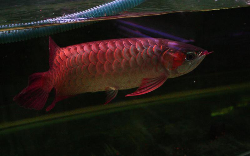 金龍魚的圖片大全高清大圖 金龍魚的圖片大全高清大圖 龍魚百科 第33張