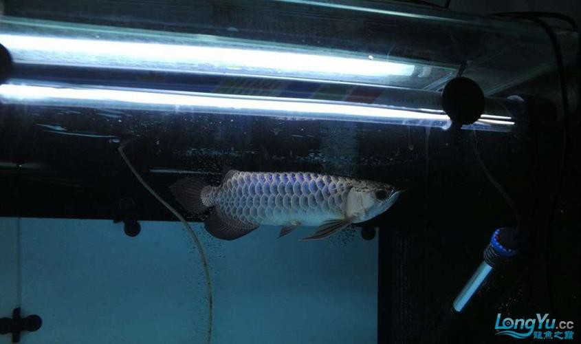 金龍魚的圖片大全高清大圖 金龍魚的圖片大全高清大圖 龍魚百科 第5張