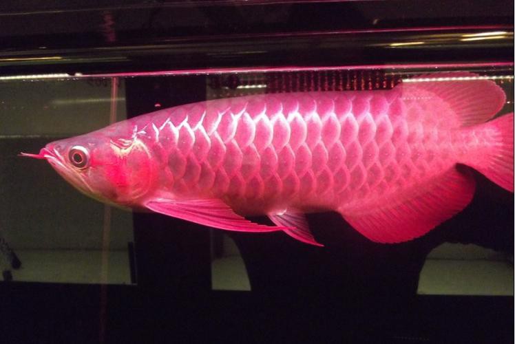 金龍魚的圖片大全高清大圖 金龍魚的圖片大全高清大圖 龍魚百科 第29張