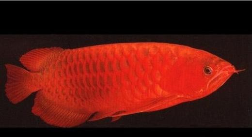 金龍魚的圖片大全高清大圖 金龍魚的圖片大全高清大圖 龍魚百科 第37張