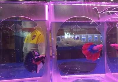 龍魚和七彩神仙魚混養怎樣喂食：七彩神仙魚和龍魚混養怎樣喂食