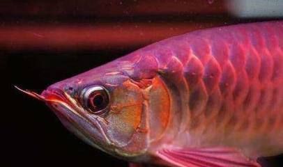 龍魚防止掉眼方法：如何預防龍魚掉眼