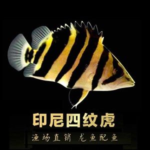 品質(zhì)金龍魚：金龍魚品牌成本、物流、品牌優(yōu)勢