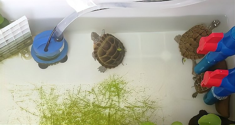 魚缸中假龍龜多久清洗一次？
