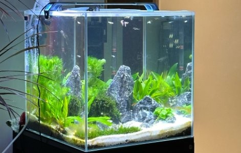 魚缸中假龍龜多久清洗一次？