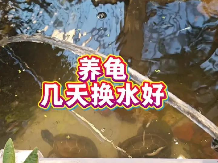 魚缸中假龍龜多久清洗一次？
