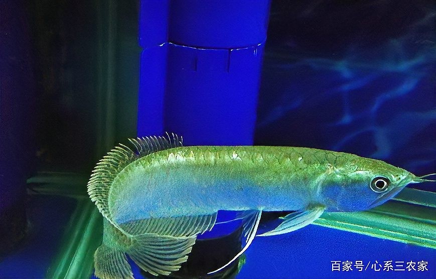銀龍魚掉鱗片
