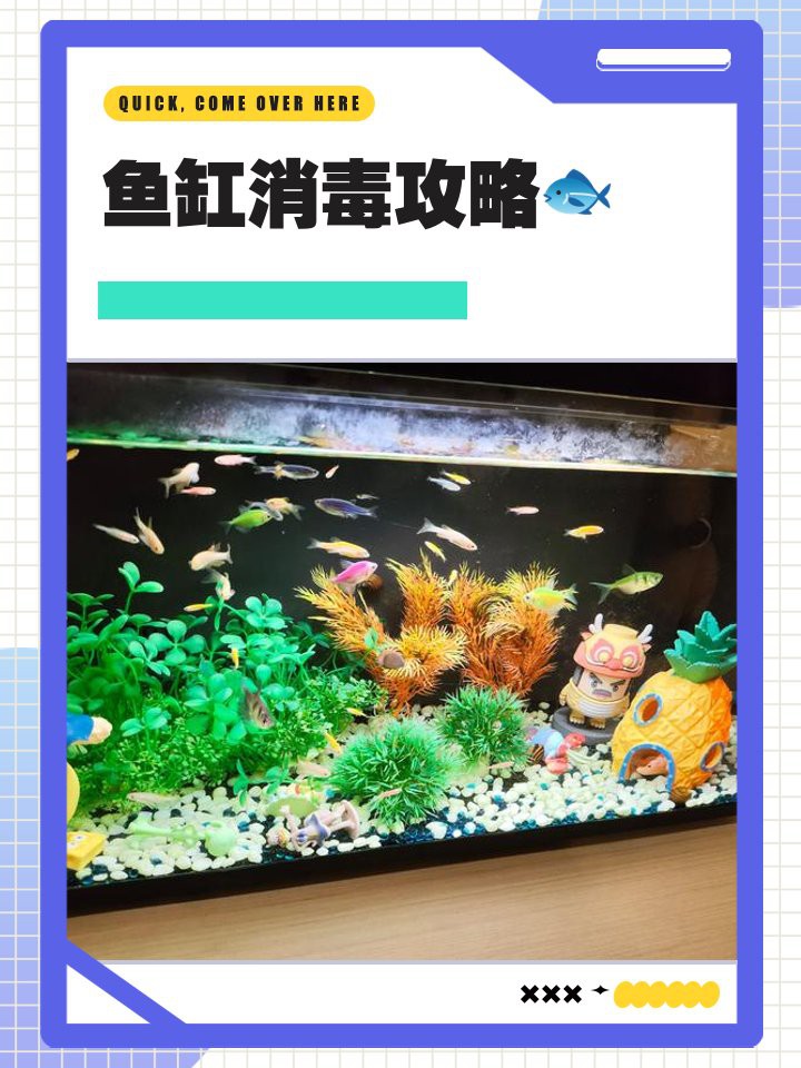 小缸養龍如何避免健康問題？