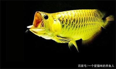 金色龍魚二十厘米一般什么價(jià)格：金色龍魚價(jià)格行情 金色龍魚二十厘米一般什么價(jià)格：金色龍魚價(jià)格行情 龍魚百科 第1張
