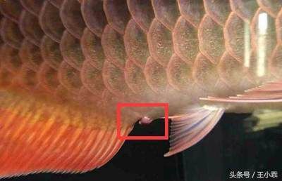 龍魚被嚇到的癥狀有哪些：龍魚受驚嚇時的典型癥狀有哪些龍魚被嚇到的癥狀有哪些 龍魚被嚇到的癥狀有哪些：龍魚受驚嚇時的典型癥狀有哪些龍魚被嚇到的癥狀有哪些 龍魚百科 第2張