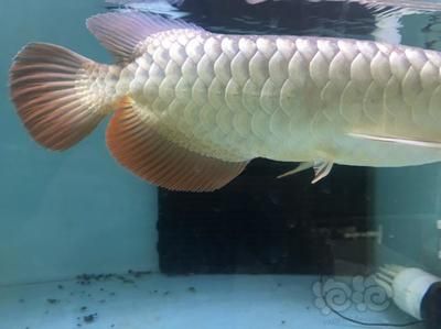 龍魚成年后是否會掉眼（龍魚成年后還會掉眼嗎）