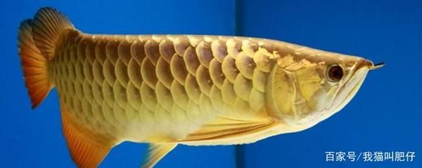 金龍魚是遠(yuǎn)古魚嗎：金龍魚是一種被稱為“活化石”的魚類，價(jià)格超百萬(wàn)元