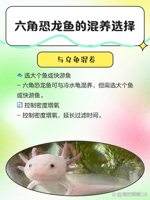 六角恐龍魚(yú)值錢(qián)嗎圖片 六角恐龍魚(yú)值錢(qián)嗎圖片 龍魚(yú)百科 第17張