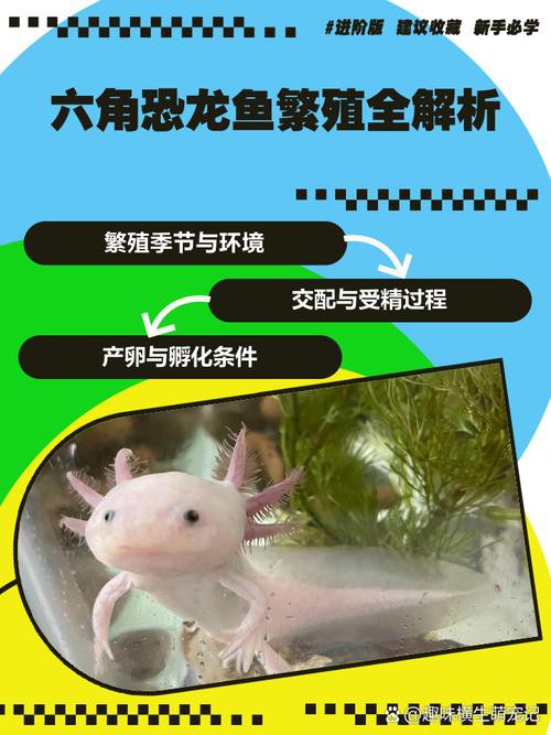 六角恐龍魚(yú)值錢(qián)嗎圖片 六角恐龍魚(yú)值錢(qián)嗎圖片 龍魚(yú)百科 第12張